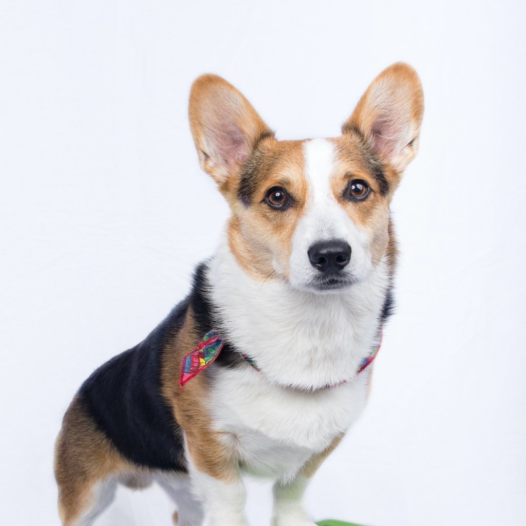 Mascotas y agricultura